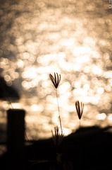 _IGP9404.jpg