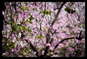 _IGP4197_nEO_IMG.jpg