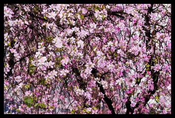 _IGP4244_nEO_IMG.jpg