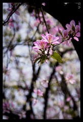 _IGP4199_nEO_IMG.jpg