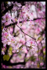 _IGP4210_nEO_IMG.jpg