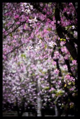 _IGP4218_nEO_IMG.jpg