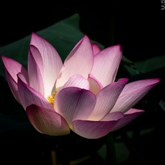 _IGP9017.jpg