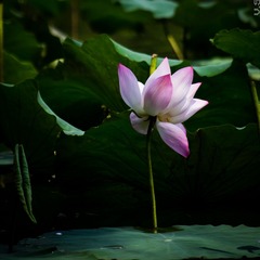_IGP8990.jpg