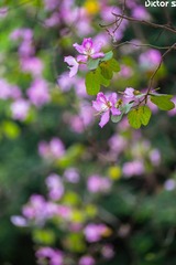 _DSC2434