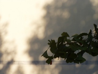 C6F7A524-B4CC-49F8-846E-BA0F18A41C4E/L0/001