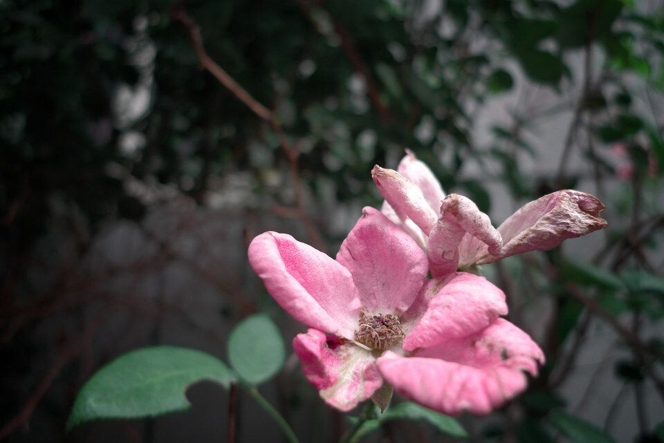 蔷薇花<br />
可以看到暗部丰富的细节。这就是leica镜头。