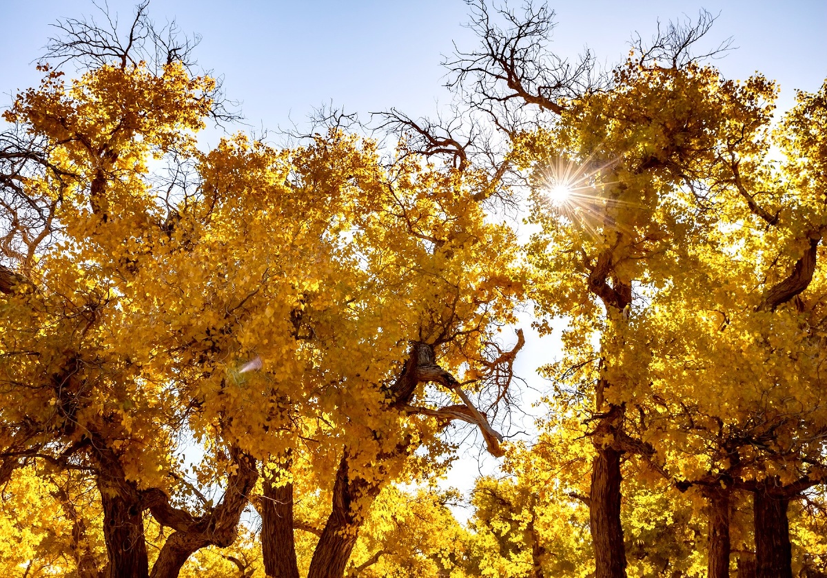 金色胡杨