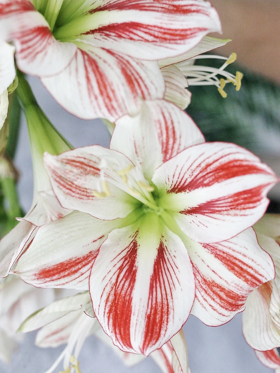 童话朱顶红欢颜朱顶红