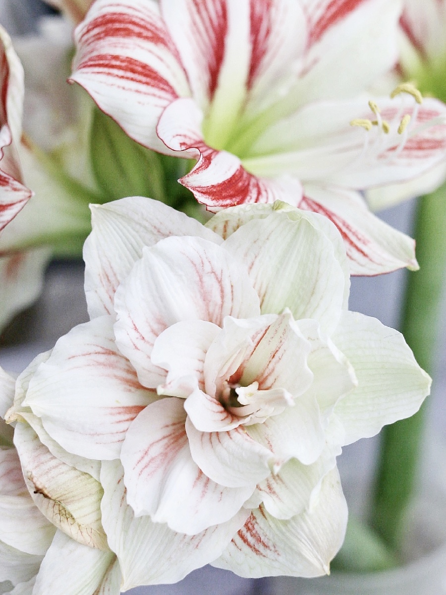 童话朱顶红欢颜朱顶红