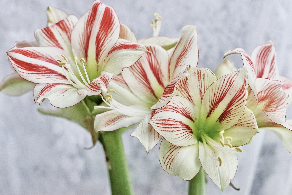 童话朱顶红欢颜朱顶红