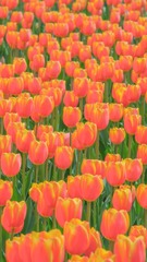 1A5095BF-54F0-41D6-8B38-3F650655EF97/L0/001
