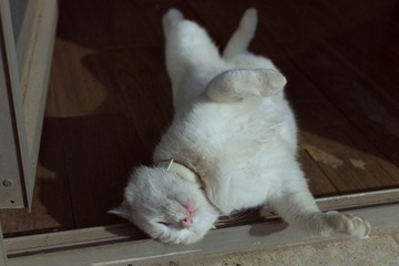 L1000055.jpg