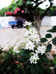 IMG_2861.jpg