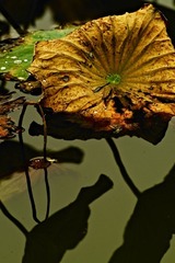 R50/1.4 E60