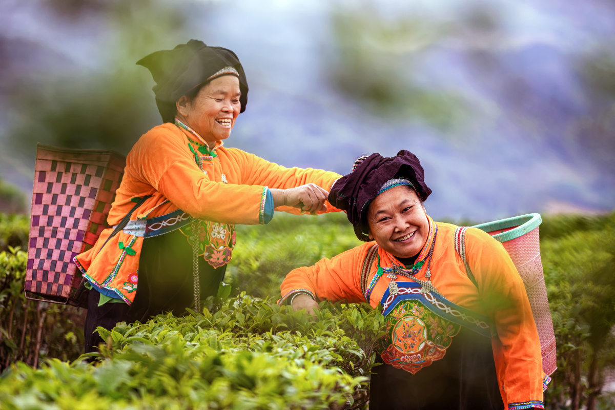 壮乡茶山密匝层叠散发出沁人的清香西畴县新马街乡坡脚村产业基地近