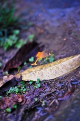 DSC_0019.jpg
