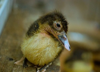 DSC_0345.jpg
