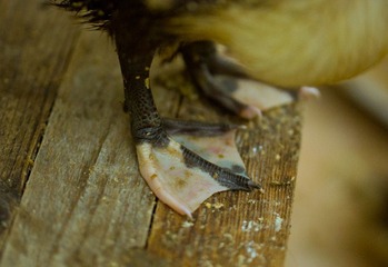 DSC_0353.jpg