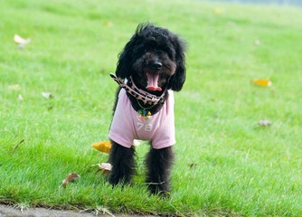 DSC_0170.jpg