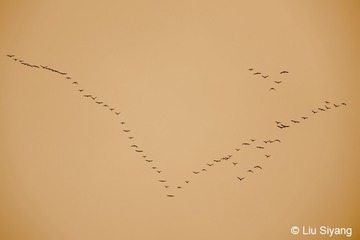 _LSY8857