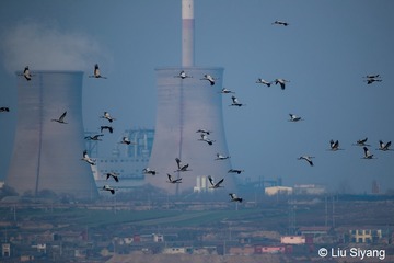 _SY_4274