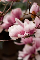 IMG_5510.jpg