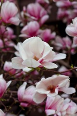 IMG_5554.jpg