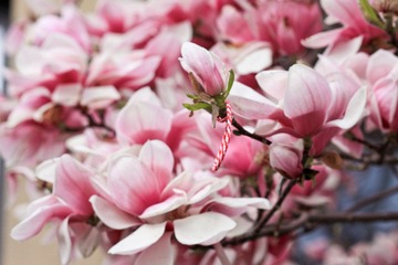 IMG_5633.jpg