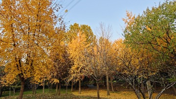 1000025262