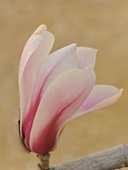 1000031980
