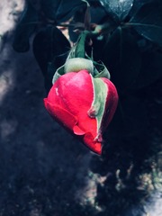 73F83AE9-3E51-458F-BF96-216FA4F57F6F/L0/001