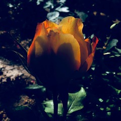 10D303E9-9CED-42EB-B057-1280DBABB38B/L0/001