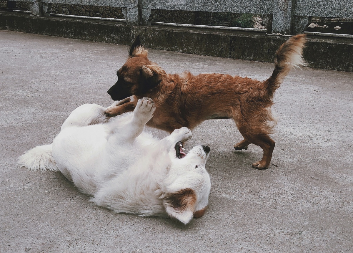 狗逗狗 - 包老师炒年糕 - 图虫