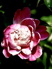 87724C03-923E-4ABA-8977-CC2D539CC883/L0/001