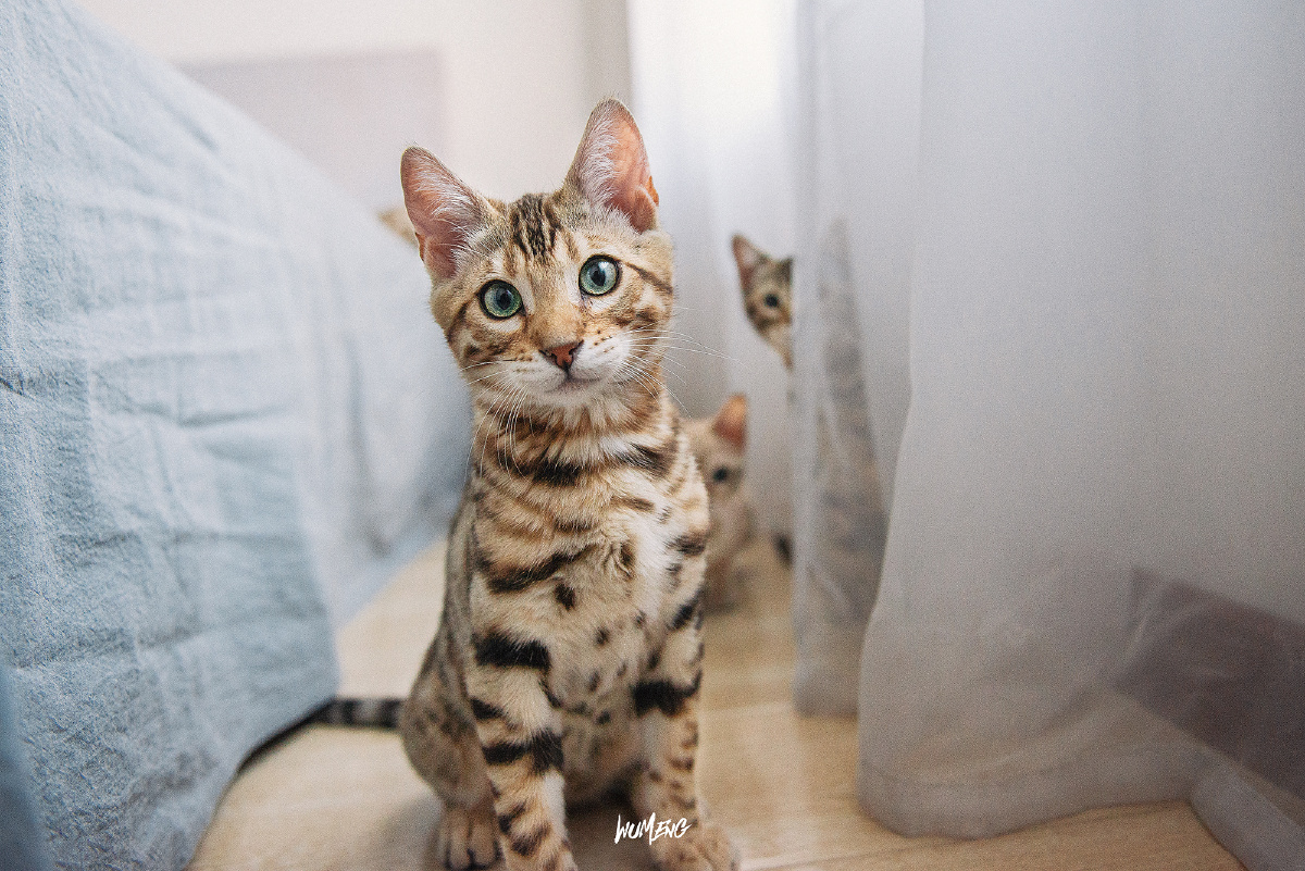 可可爱爱虎头虎脑小豹猫