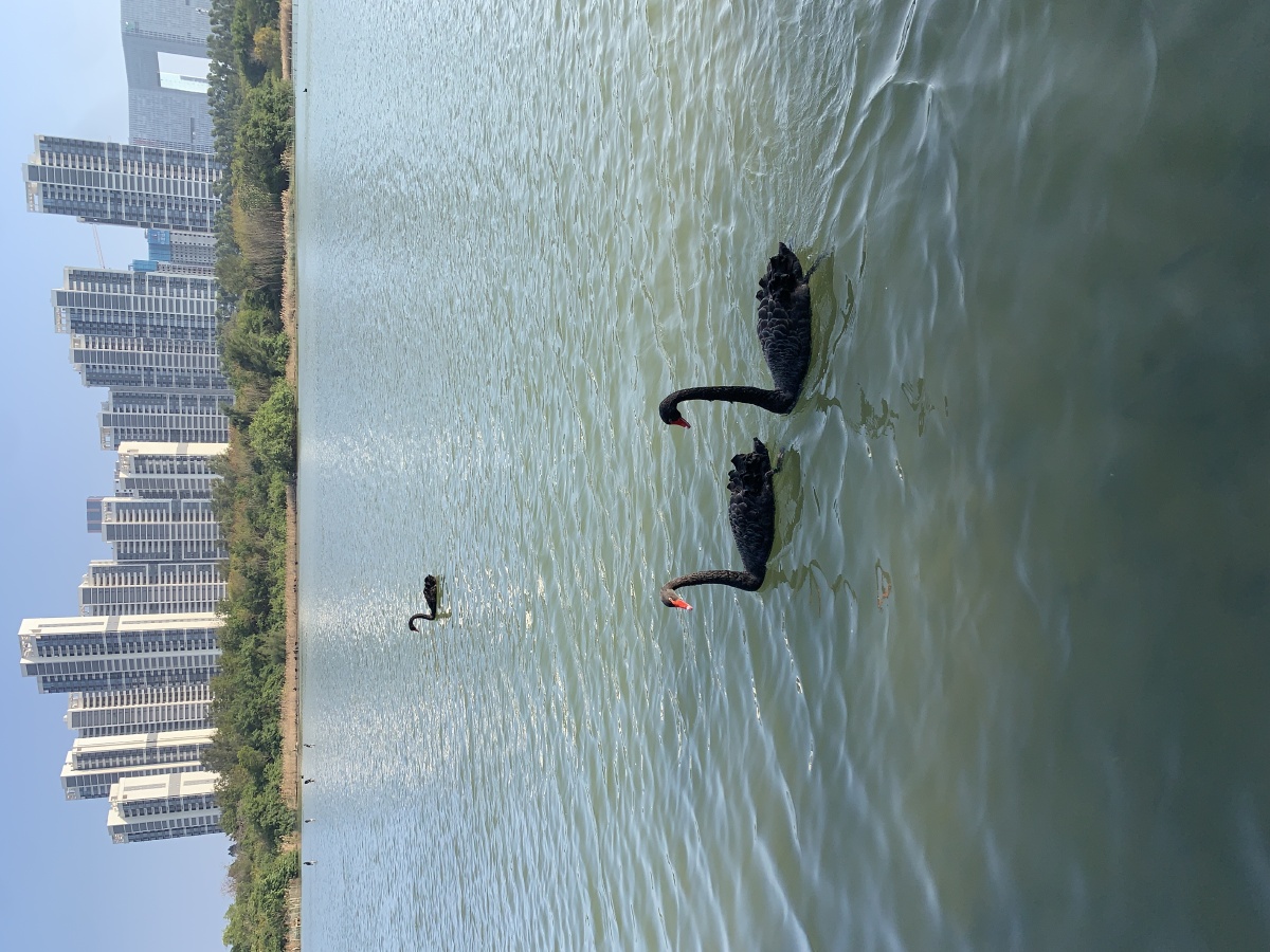 天鹅湖厦门五缘湾湿地公园随手拍