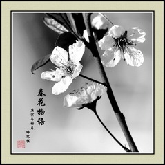 春花物语之妍
