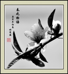 春花物语之俏