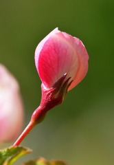 拈花