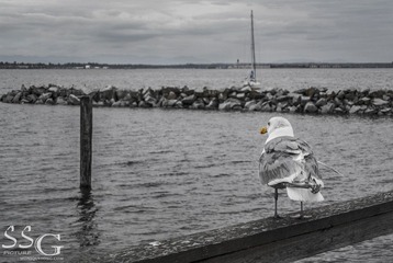 DSC_0319.jpg