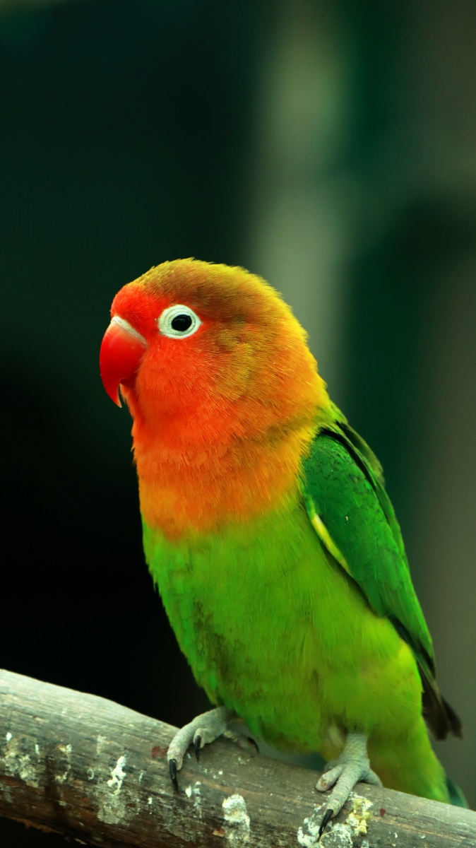 鹦鹉00呆萌呆萌