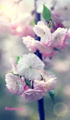 IMG_7676SYZ05.jpg