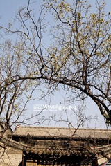 IMG_4135-2b.jpg