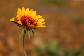 625FC58E-5475-437E-8D07-95BAB38DE653/L0/001