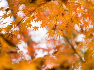 6677539F-4B3C-4054-BC17-BD2A6E3E23A6/L0/001