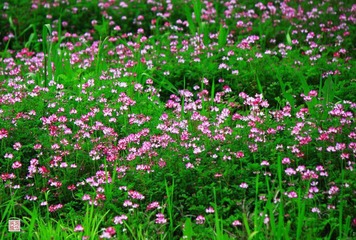 IMG_0111a.jpg