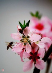 IMG_0079a.jpg