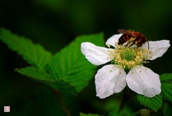 IMG_0082a.jpg