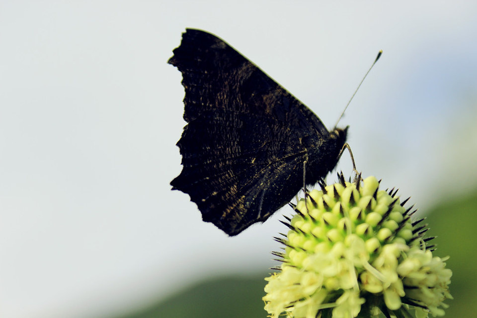 迷蝶无踪晓梦沉.